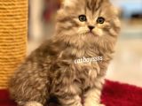 Longhair Scottish Fold Erkek Yavrumuz