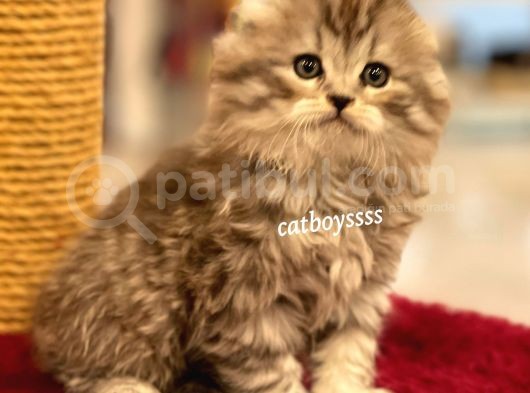 Longhair Scottish Fold Erkek Yavrumuz görsel