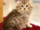 Longhair Scottish Fold Erkek Yavrumuz