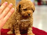 Muhteşem Red Toy Poodle Yavrumuz