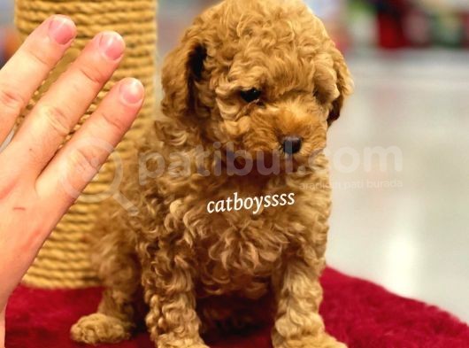 Muhteşem Red Toy Poodle Yavrumuz görsel