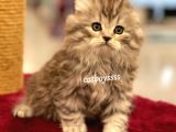 Longhair Scottish Fold Erkek Yavrumuz