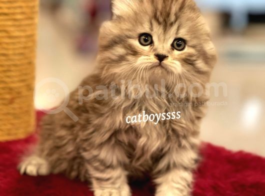 Longhair Scottish Fold Erkek Yavrumuz görsel