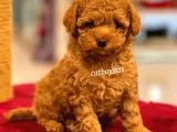 Muhteşem Red Toy Poodle Yavrumuz