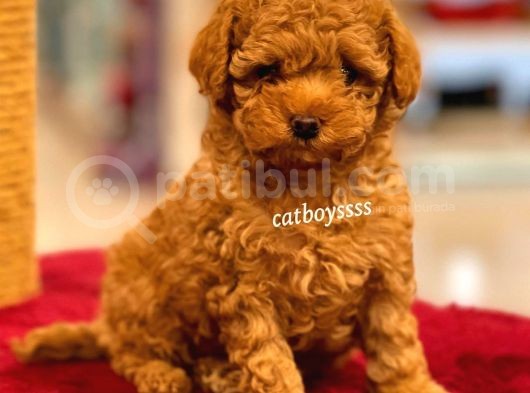 Muhteşem Red Toy Poodle Yavrumuz görsel