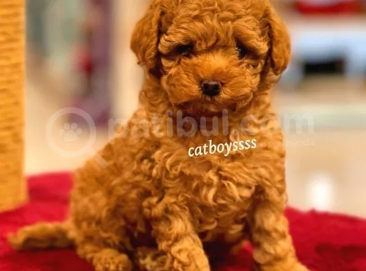 Muhteşem Red Toy Poodle Yavrumuz