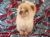 Beyaz Chow Chow Yavrumuz