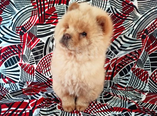 Beyaz Chow Chow Yavrumuz görsel