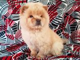 Beyaz Chow Chow Yavrumuz