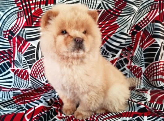 Beyaz Chow Chow Yavrumuz
