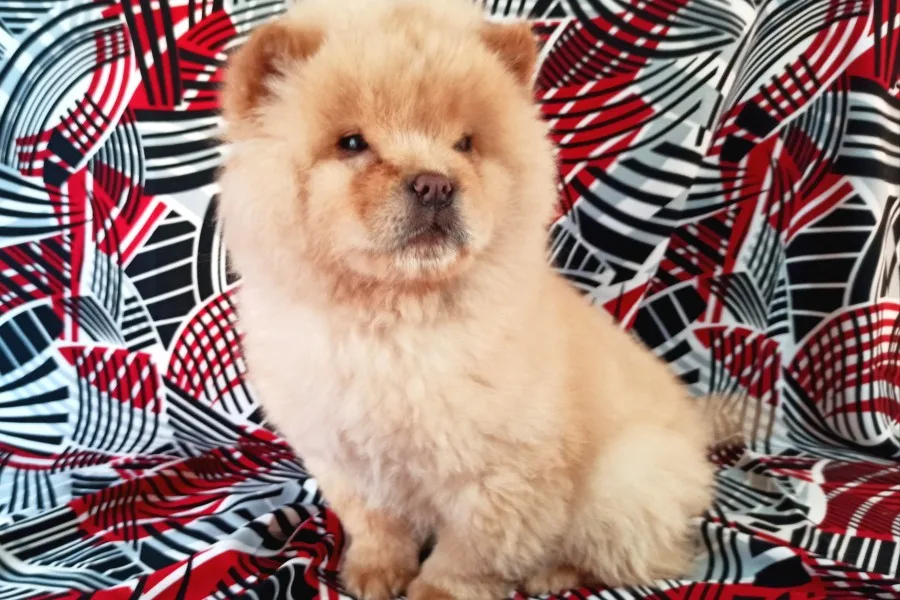 Beyaz Chow Chow Yavrumuz