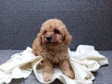 Apricot Dişi Toy Poodle Yavrumuz