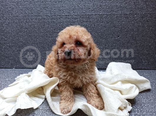 Apricot Dişi Toy Poodle Yavrumuz görsel