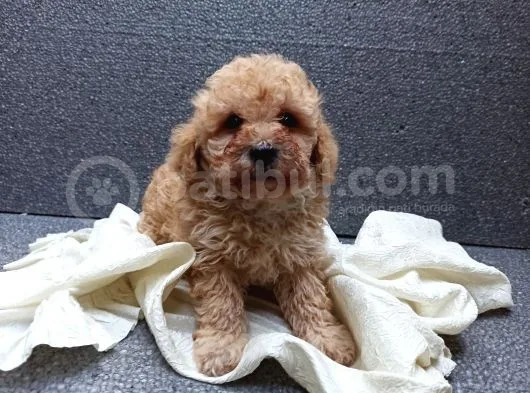 Apricot Dişi Toy Poodle Yavrumuz