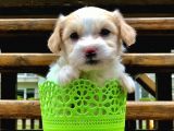 Dizayn Irk Maltipoo Yavrumuz