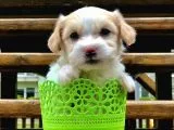 Dizayn Irk Maltipoo Yavrumuz