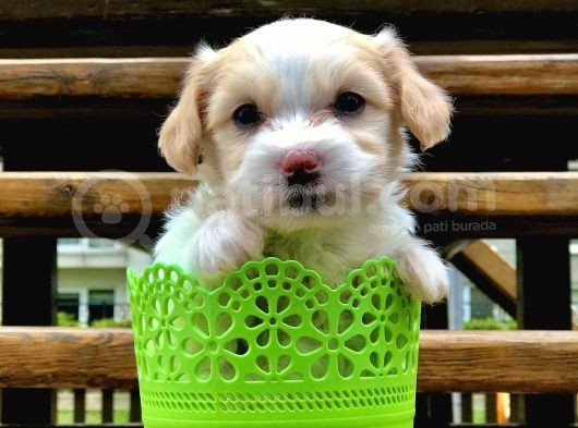 Dizayn Irk Maltipoo Yavrumuz görsel