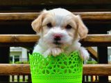 Dizayn Irk Maltipoo Yavrumuz
