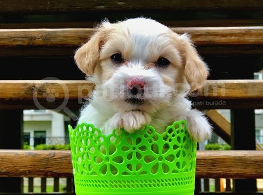Dizayn Irk Maltipoo Yavrumuz görsel