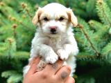 Dizayn Irk Maltipoo Yavrumuz