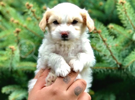 Dizayn Irk Maltipoo Yavrumuz görsel
