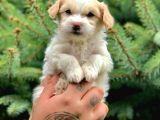 Dizayn Irk Maltipoo Yavrumuz