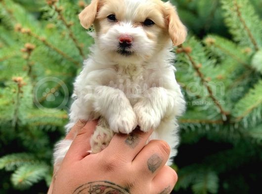 Dizayn Irk Maltipoo Yavrumuz görsel