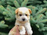 Bal Rengi Maltipoo Yavrumuz