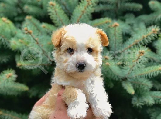 Bal Rengi Maltipoo Yavrumuz görsel