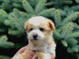 Bal Rengi Maltipoo Yavrumuz