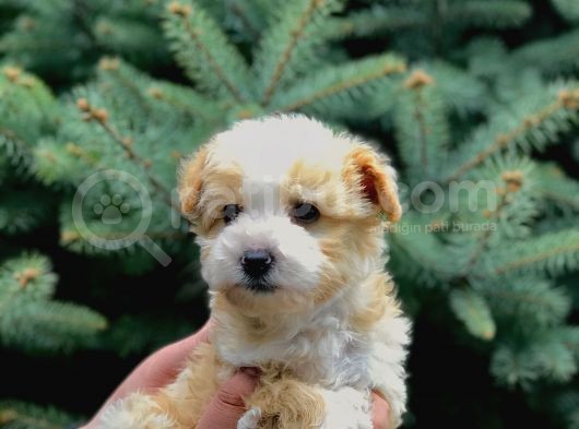 Bal Rengi Maltipoo Yavrumuz görsel