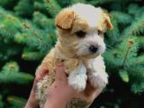 Bal Rengi Maltipoo Yavrumuz