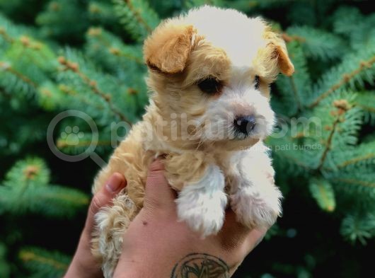 Bal Rengi Maltipoo Yavrumuz görsel