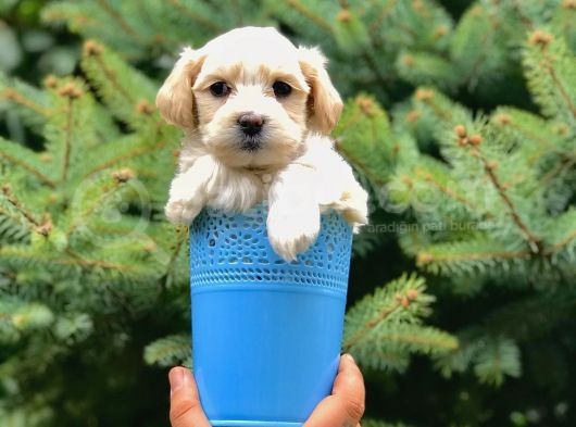 Masum Dizayn Irk Maltipoo Yavrumuz görsel