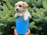 Masum Dizayn Irk Maltipoo Yavrumuz