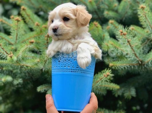 Masum Dizayn Irk Maltipoo Yavrumuz görsel