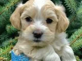 Masum Dizayn Irk Maltipoo Yavrumuz