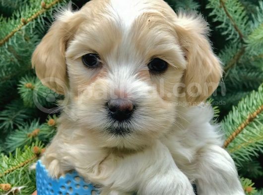 Masum Dizayn Irk Maltipoo Yavrumuz görsel
