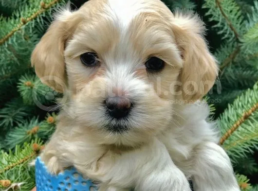Masum Dizayn Irk Maltipoo Yavrumuz