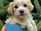 Masum Dizayn Irk Maltipoo Yavrumuz