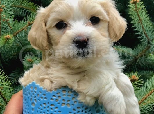 Masum Dizayn Irk Maltipoo Yavrumuz görsel