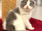 Bi Color Scottish Fold Dişi Yavrumuz