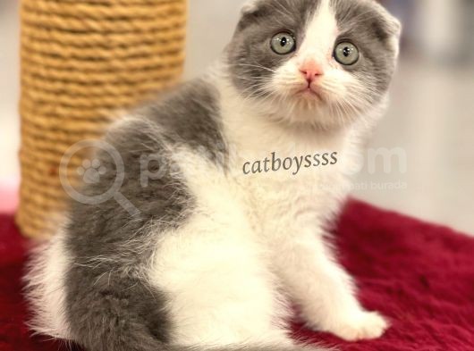 Bi Color Scottish Fold Dişi Yavrumuz görsel