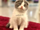 Bi Color Scottish Fold Dişi Yavrumuz
