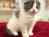 Bi Color Scottish Fold Dişi Yavrumuz