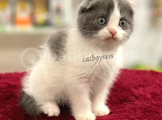 Bi Color Scottish Fold Dişi Yavrumuz görsel