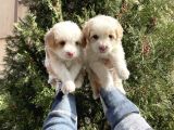 Muhteşem Kalite Maltipoo Yavruları