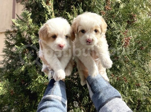 Muhteşem Kalite Maltipoo Yavruları görsel
