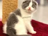 Bi Color Scottish Fold Dişi Yavrumuz