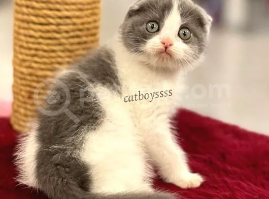 Bi Color Scottish Fold Dişi Yavrumuz